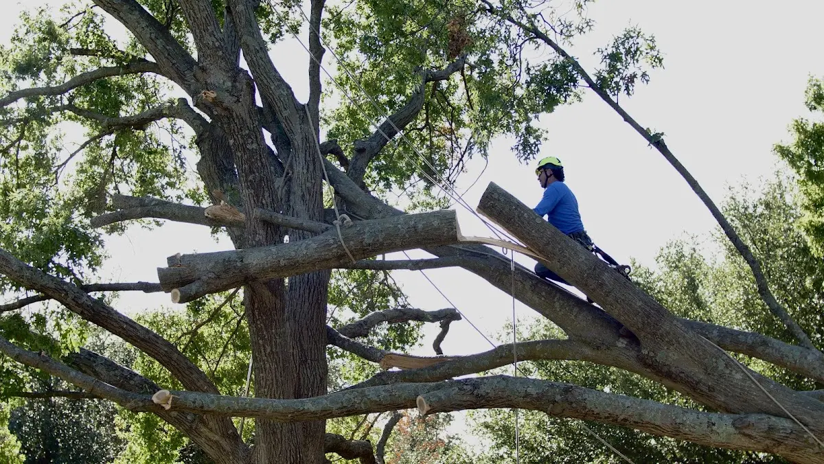Professional Crown Thinning performed by certified arborists in Ricketts