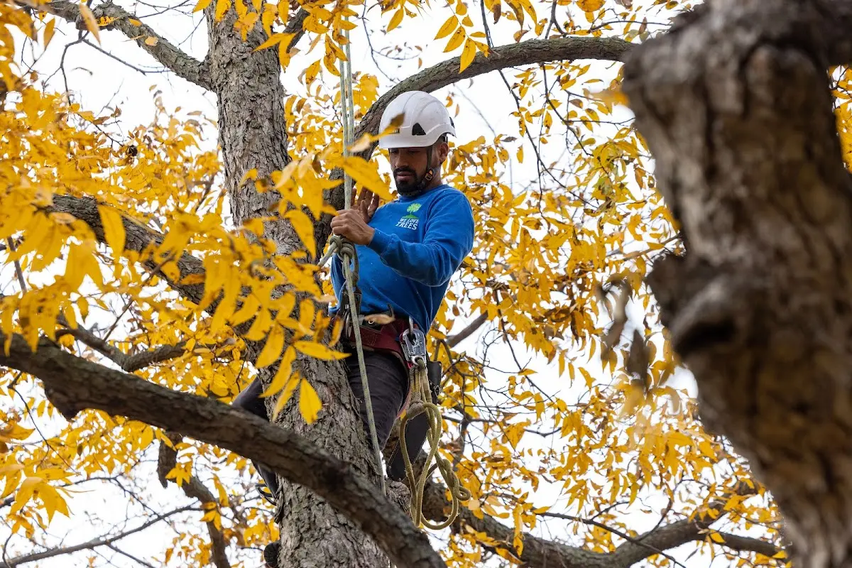 Skilled Tree Trimming crew working in Ricketts