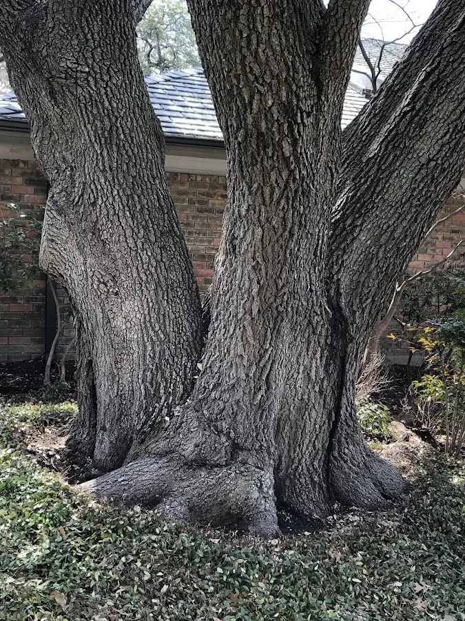 Mature heritage tree close to a Ricketts property cared for by certified arborists